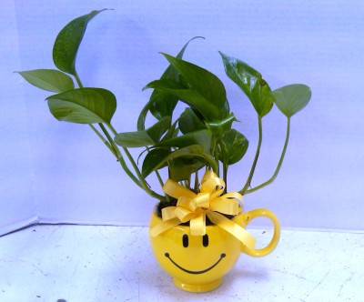 <img src="image.gif" alt="This is a Smiley Plant" />
