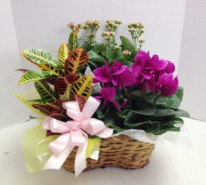 flower basket plants