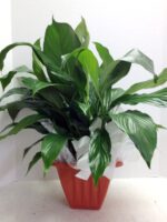 peace lily plant
