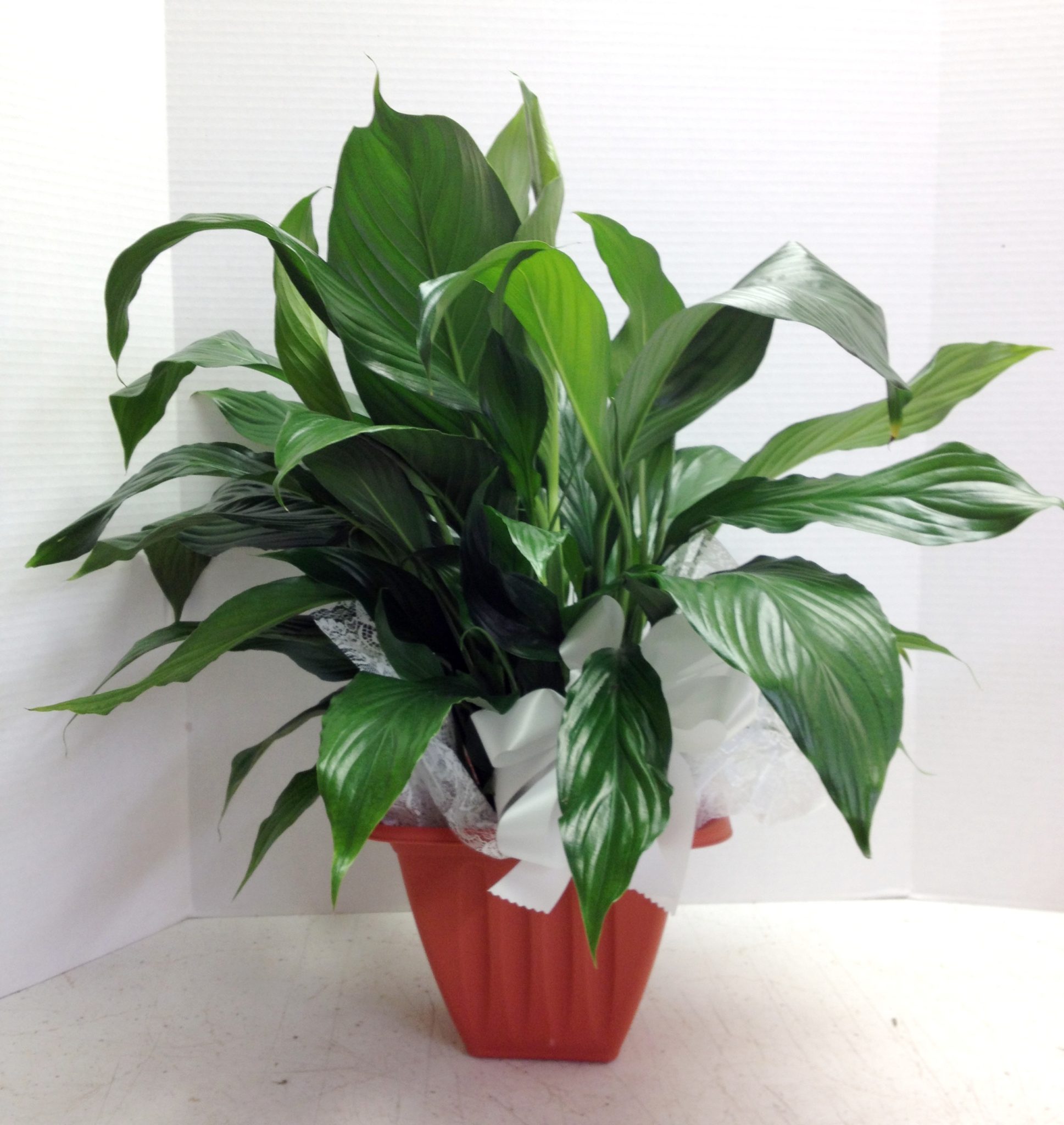 peace lily plant