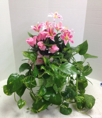 pothos and pink