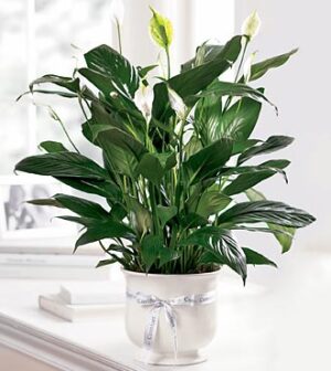 Long lasting sentiment peace lily