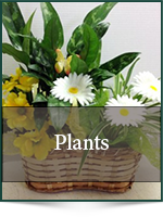 Funeral: Plants