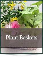 Plants: Plant Baskets