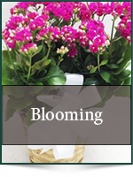 Plants: Blooming