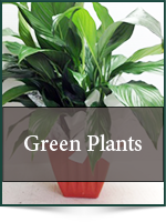 Plants: Green