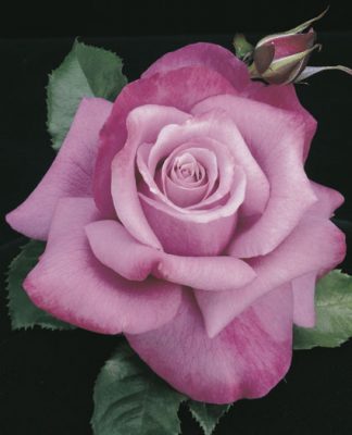 BarbraStreisand rose