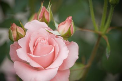 Jackie Kennedy rose