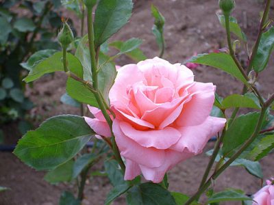 queen elizabeth rose