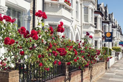 Rose gardens in London English homes