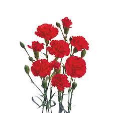 mini carnations