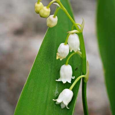Deadliest lily of the valley