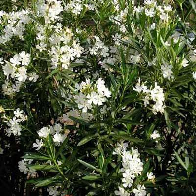 Deadliest oleander