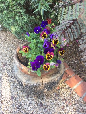 Pansies