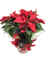Beautiful Poinsettia
