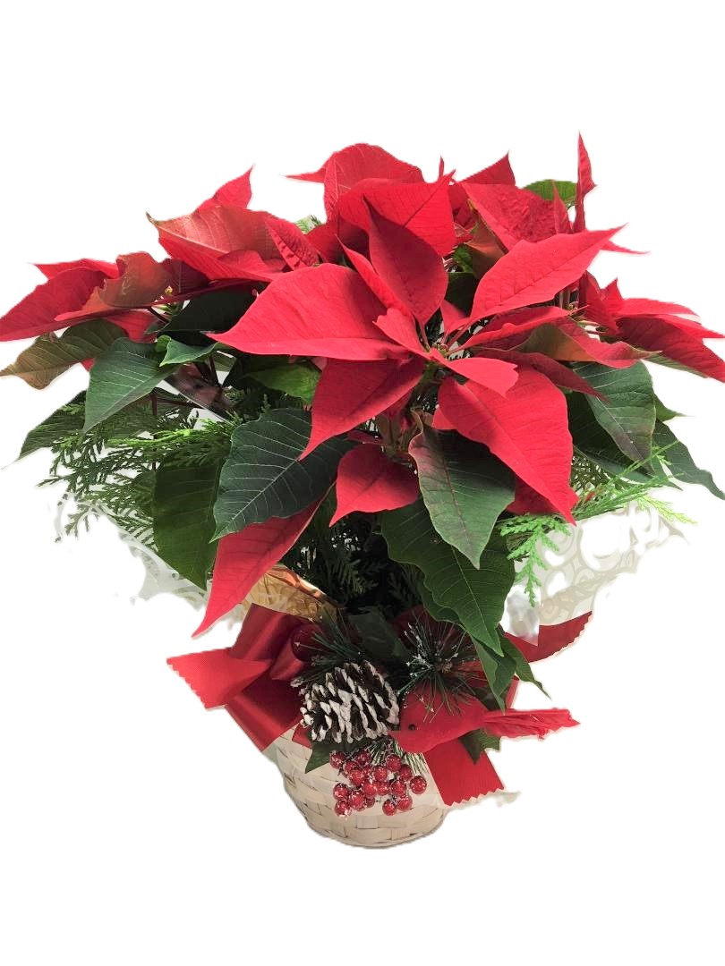 Beautiful Poinsettia