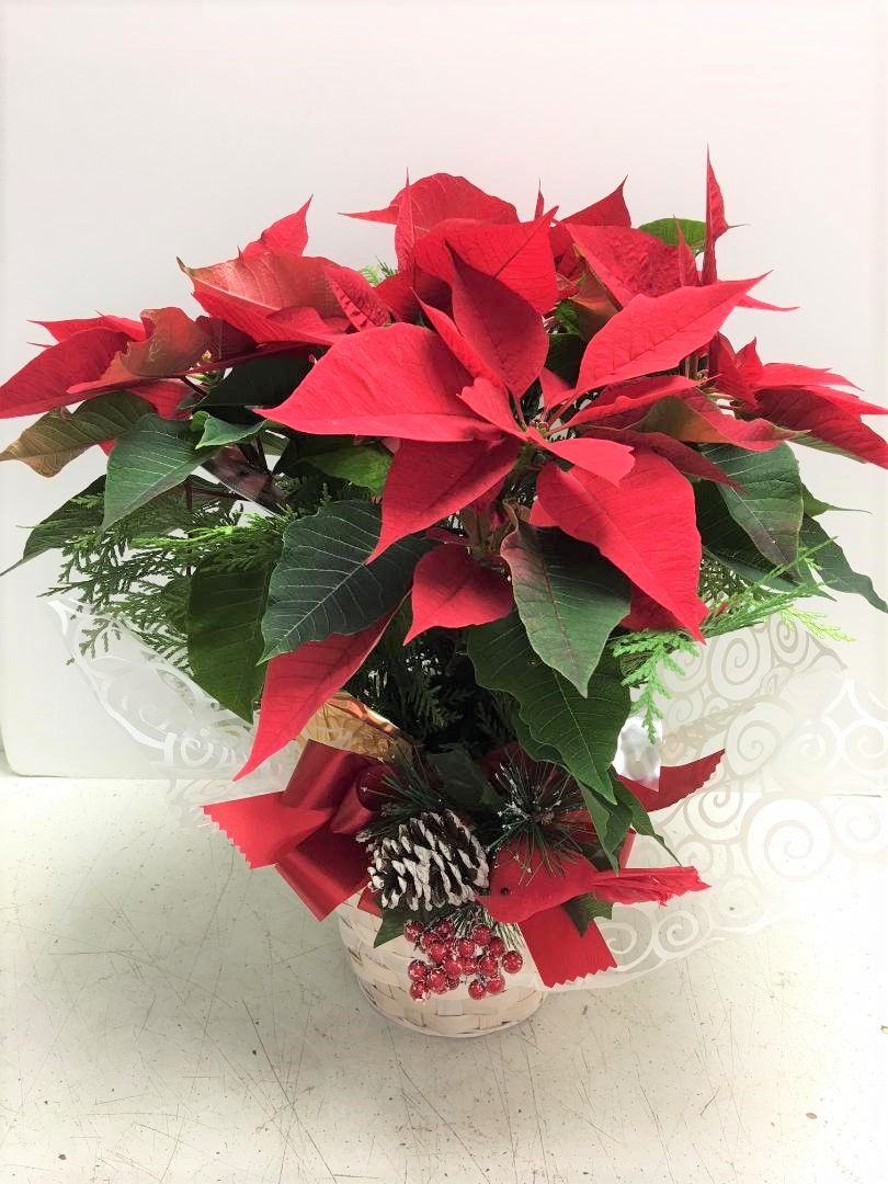 Beautiful Poinsettia 6074.99, Christmas, Christmas