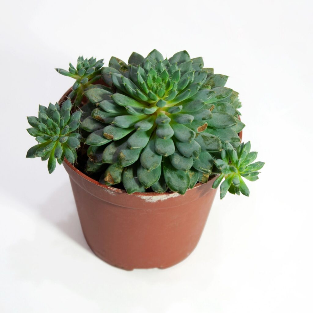 Echeveria setosa deminuta succulent plant