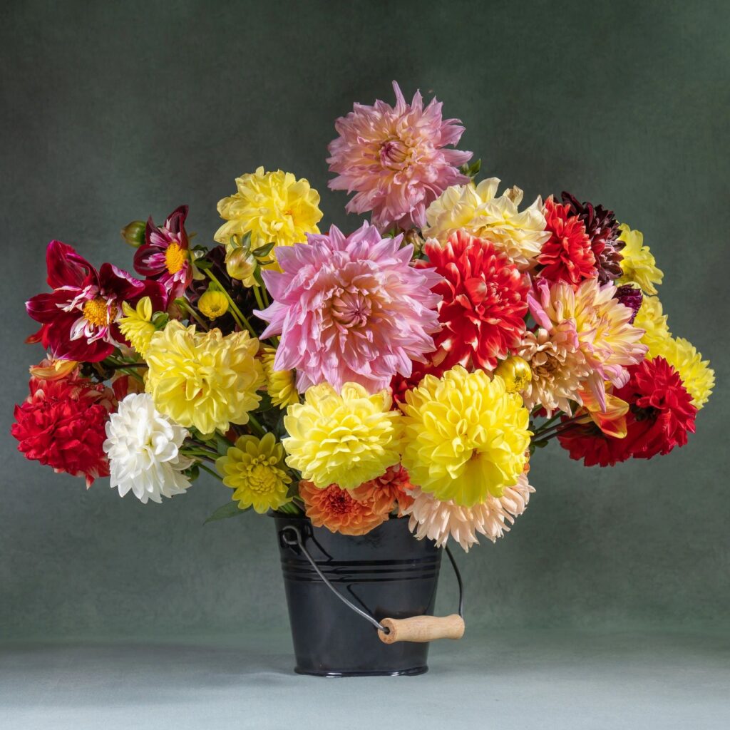 Still life with beautiful, colorful dahlias. Very large bouquet of flowers in a bucket