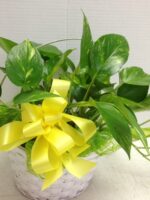 Green potted plant with yellow ribbon